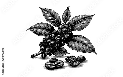 Vintage illustration of coffee branch with beans and leaves, detailed engraving style