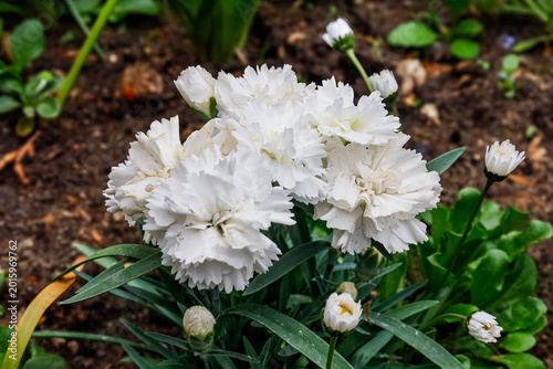Fotografie Delicate white carnation flowers blooming in a garden bed with green foliage
