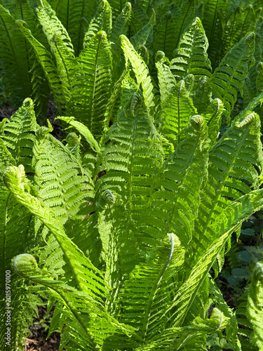 Fern green Matteuccia struthiopteris Ostrich fern plant vertical.