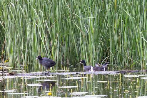 Eurasian coots bird swims on a lake among reeds