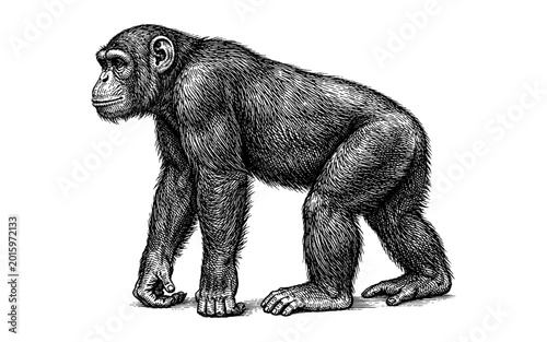 Detailed vintage illustration of a chimpanzee standing on a white background