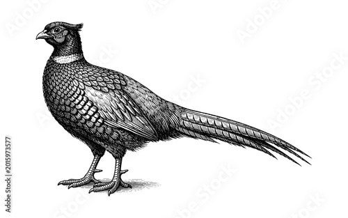 Detailed black and white illustration of a pheasant bird standing gracefully