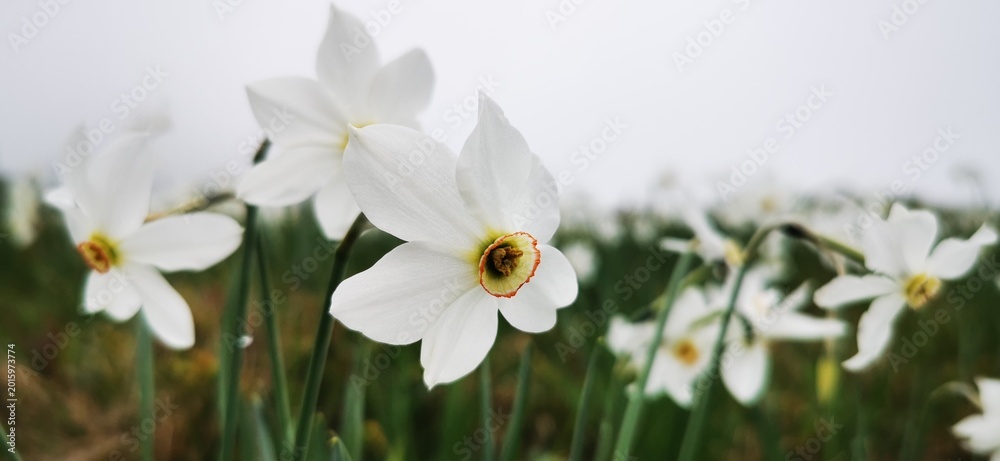 Fototapeta premium Narcisi selvatici