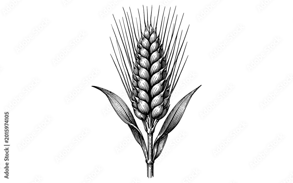 Fototapeta premium Detailed illustration of a single barley ear with leaves and awns