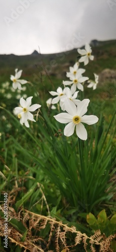 Narcisi selvatici
