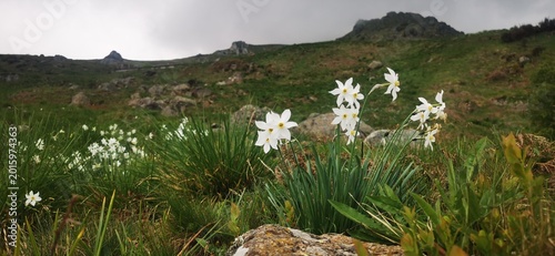 Narcisi selvatici