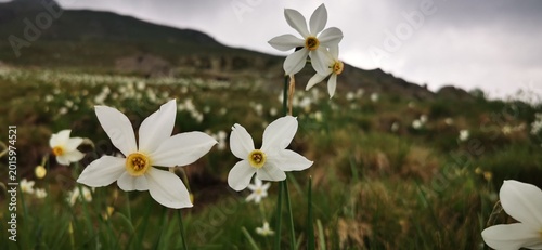 Narcisi selvatici