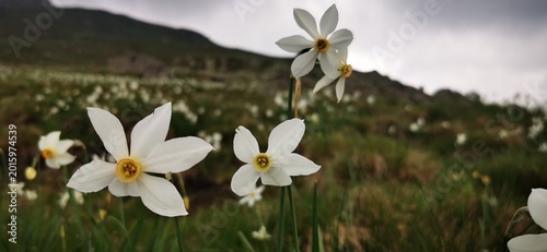 Narcisi selvatici