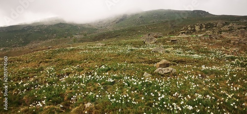 Narcisi selvatici