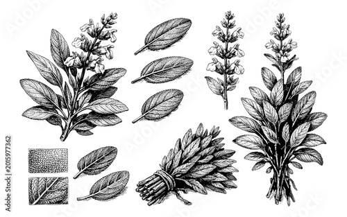 Vintage botanical illustration of sage plant with detailed leaves and flowers