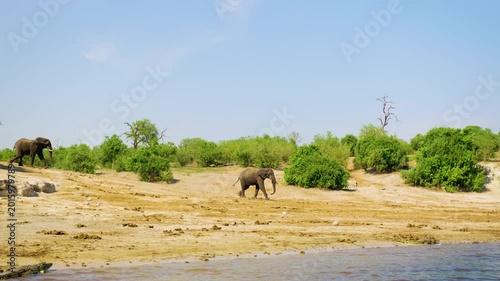 A wide angle footage of two african elephants going towards the river for a bath and drinking water at Chobe National Park, Botswana, South Africa 