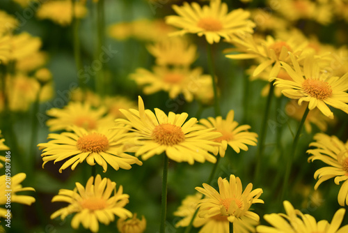 Foto Many yellow daisies on the field