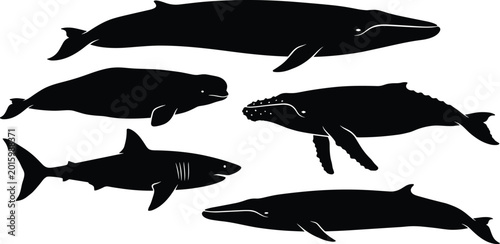 Quadro su tela Marine animal silhouettes with blue whale sperm whale humpback whale shark and f