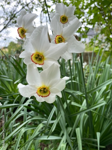 Fragrant white daffodils grow outdoors, decorating flower beds and parks in spring