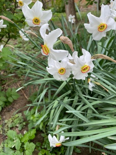 Fragrant white daffodils grow outdoors, decorating flower beds and parks in spring