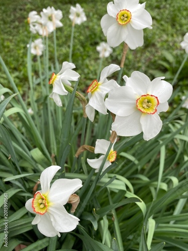 Fragrant white daffodils grow outdoors, decorating flower beds and parks in spring
