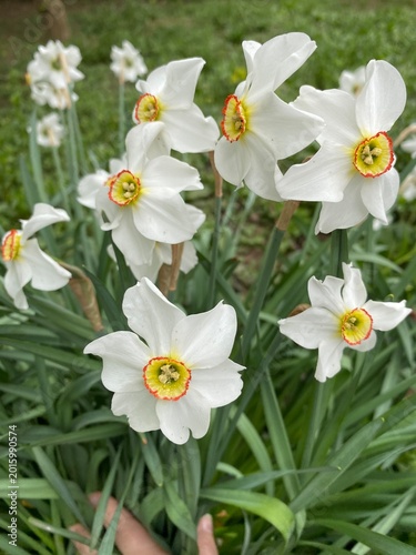 Fragrant white daffodils grow outdoors, decorating flower beds and parks in spring