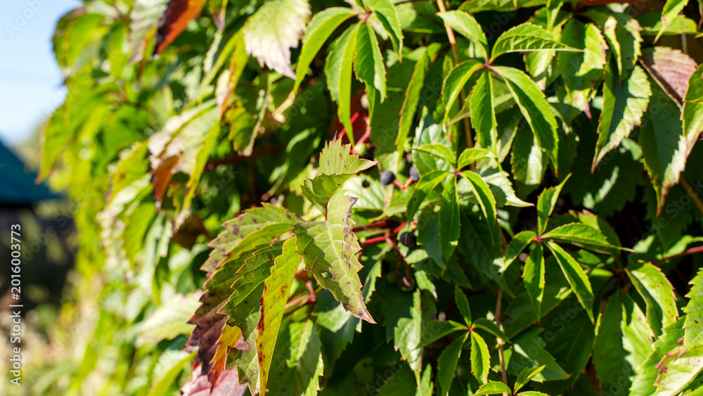 Obraz premium Lush green ivy climbs a wall with vibrant leaves