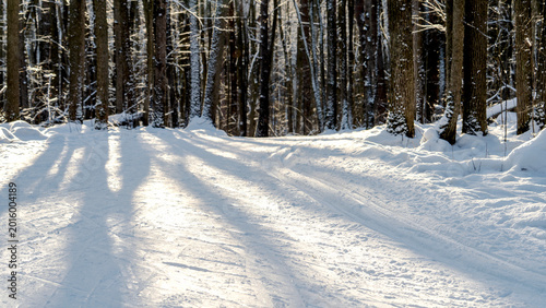Foto Sunlight filters through snow-laden trees