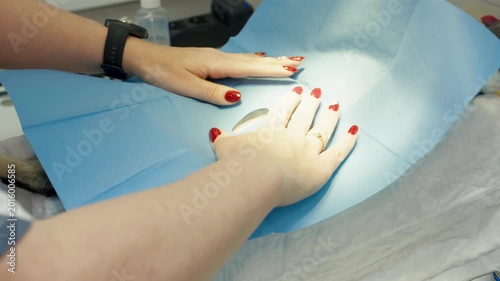 Carefully positioning sterile sheet of blue drape on a cat under anesthesia before operation begins. Female caucasian hands arrange sterile drape to prepare for surgery in veterinarian clinic
