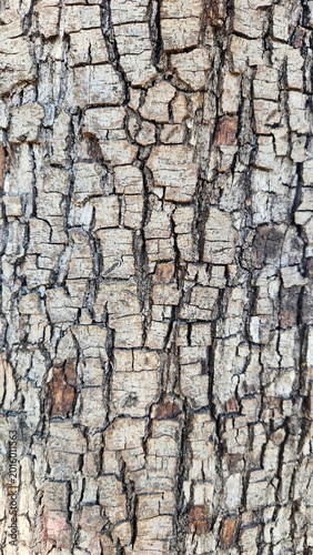 Bark texture of Grevillea robusta is a fast-growing evergreen tree with fern-like foliage and silvery undersides, producing golden-orange “toothbrush” flowers in spring and summer.