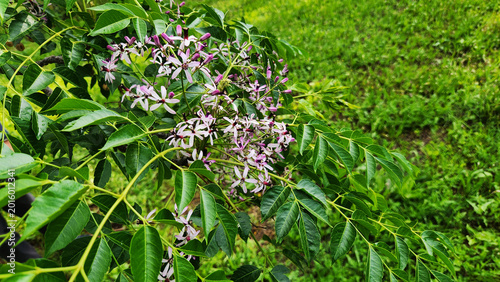 Fényképezés Flowers of Melia azedarach (chinaberry or persian lilac) is a fast-growing deciduous ornamental tree with a spreading crown and fragrant lilac star-shaped flower clusters in spring