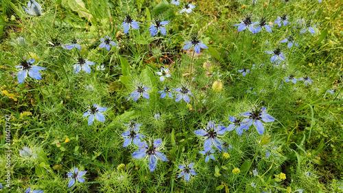 Nigella damascena is an annual ornamental flower with delicate blue, pink or white blooms surrounded by lacy foliage, known as love-in-a-mist and self-seeding in gardens.