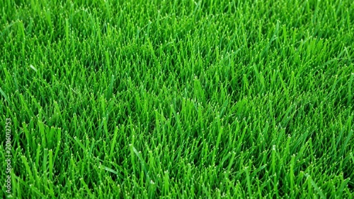 Lush green grass texture close up view of healthy lawn