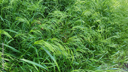 Foto Teff grass (Eragrostis tef) is a fast-growing annual forage crop from ethiopia, high in protein, drought tolerant, and used for livestock feed and gluten-free grain production