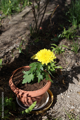 Chrysanthemum grown in a pot.