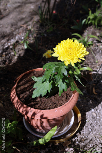 Chrysanthemum grown in a pot.