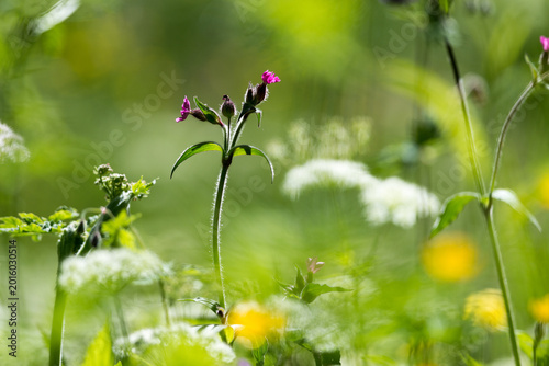 Foto Fleurs de champs, Silene Dioîque