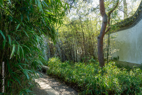 Bild auf Leinwand Sentier paisible au cœur d’un jardin de bambous