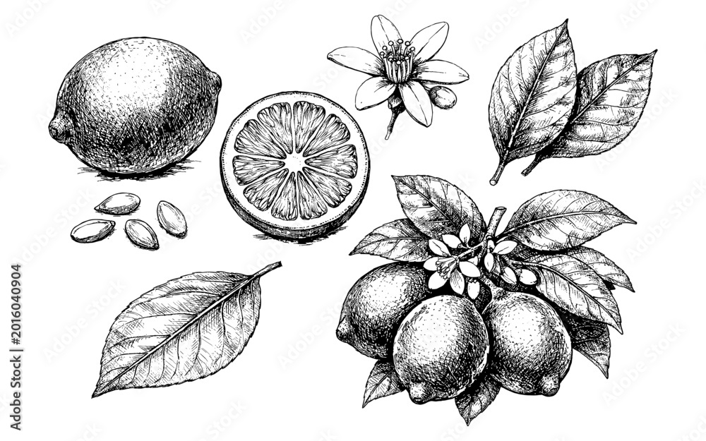 Naklejka premium Vintage botanical illustration of lemons with leaves and blossoms on a white background