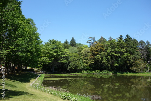 新緑が美しい公園の水辺