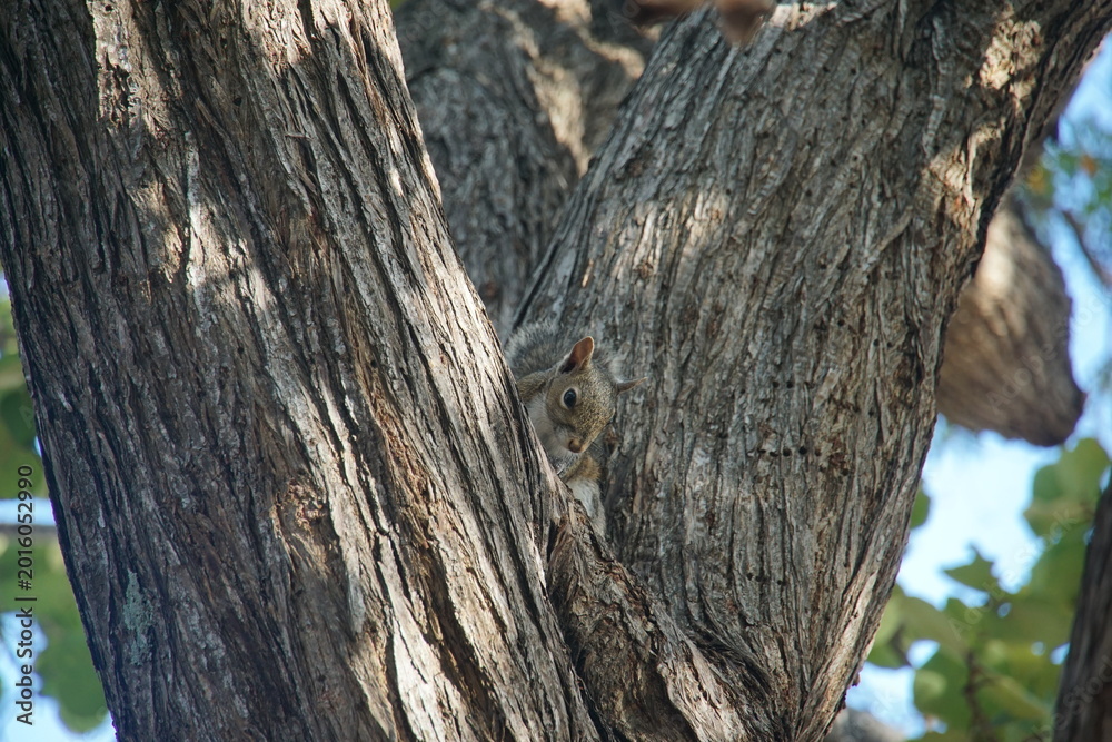 Obraz premium fox squirrel, florida, key largo, march 2026, John Pennekamp Coral Reef State Park, state park, nature, wild animal, squirrel, travelling, north america
