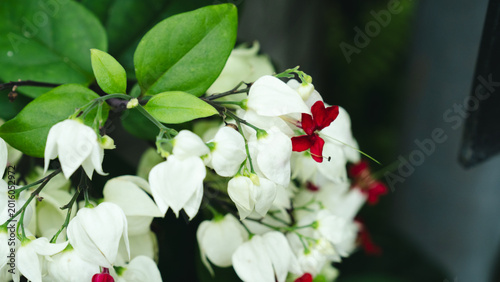 Fotografi White Bleeding Heart Vine Flower Close Up Red Calyx Detail Botanical