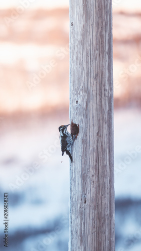 Woodpecker pecking a frosty wooden pole in Arctic Norway