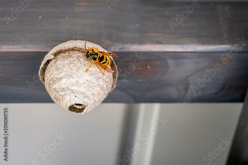 Fotografi European hornet building paper nest under wooden roof