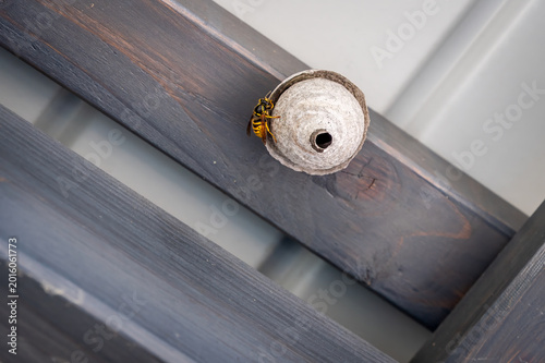 Foto European hornet building paper nest under wooden roof