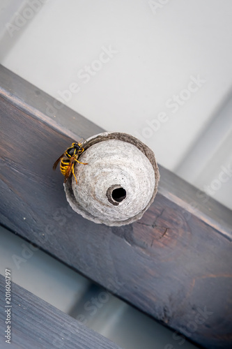 European hornet building paper nest under wooden roof. Close-up of one wasp near nest entrance outdoors.