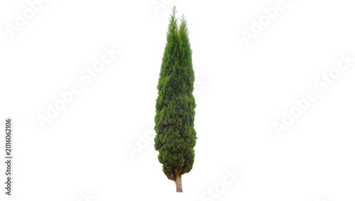 Bild auf Leinwand Tall green cypress tree with textured foliage, isolated on transparent backgroun