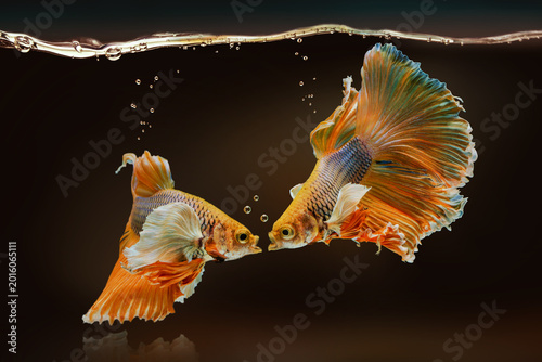 2 Betta fishes.