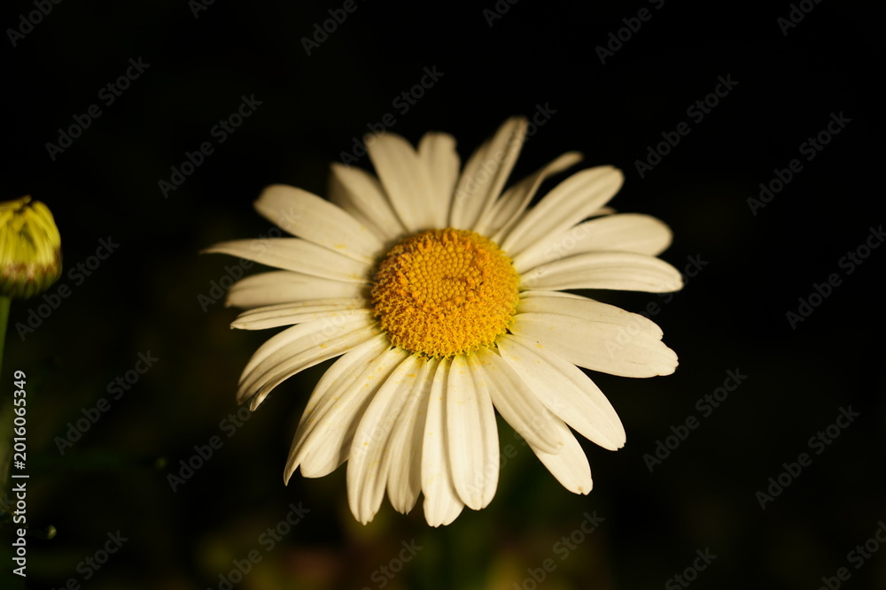 Fototapeta premium Close up of a Beautiful Daisy Flower in Bloom
