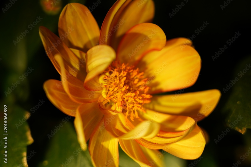 Obraz premium Radiant Dahlia Flower Close Up