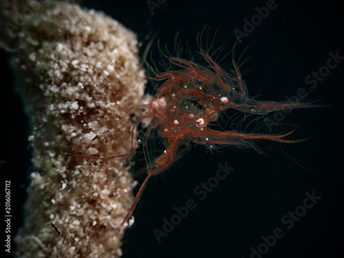 Algae Shrimp, Broken-back Shrimp (Phycocaris simulans)
