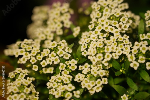 Quadro su tela Sweet Alyssum Lobularia maritima Tiny White Flowers