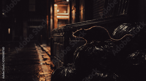 Rat scavenging on garbage bags in a dimly lit alley at night - Concept of Hantavirus Pulmonary Syndrome (HPS)