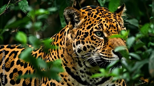 A striking close-up of a jaguar amidst tropical foliage.