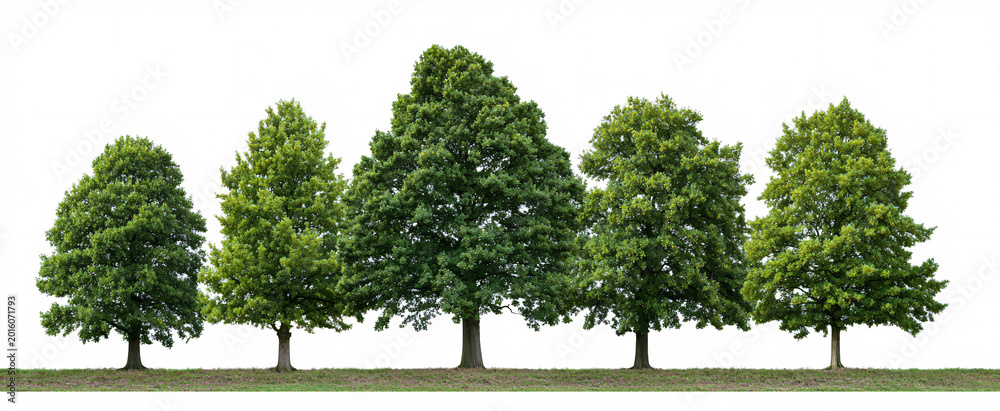 Fototapeta premium Vibrant set of Quercus robur urban trees viewed from the side on a white background